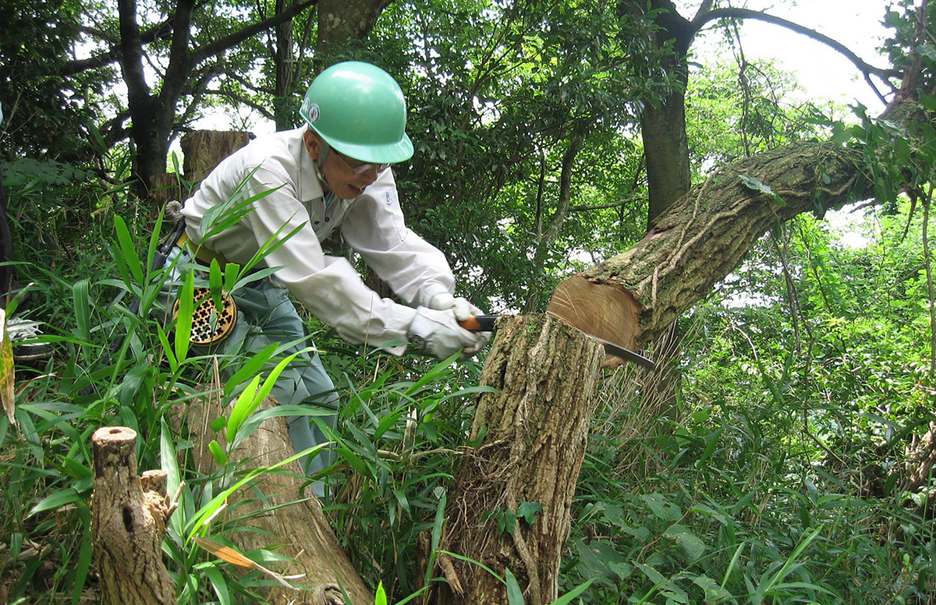 神戸の森林(もり)を守り育てる(布引・世継山)