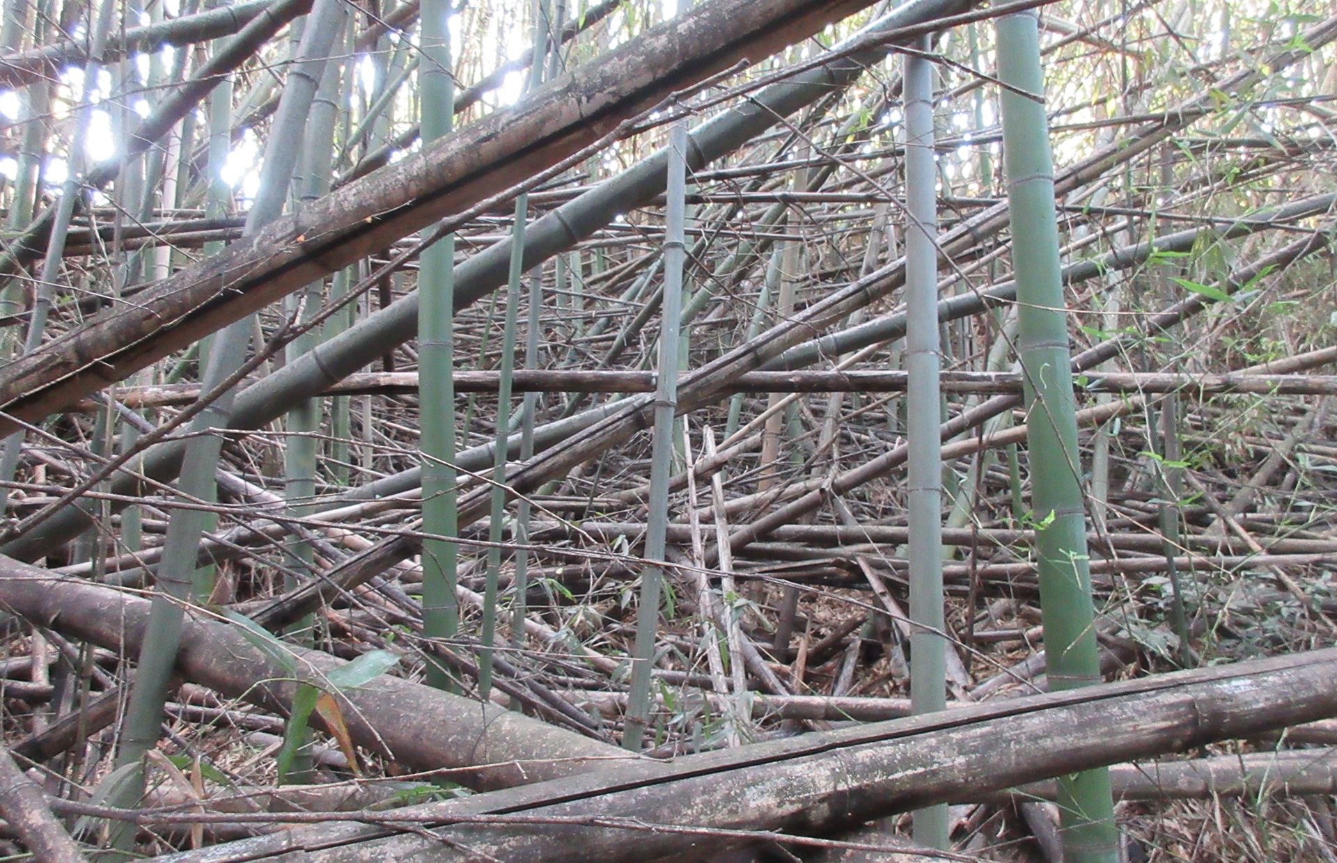 「竹林整備と4パーミルイニシチブ」プロジェクト